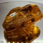 Ambre Baltique