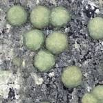Prehnite
