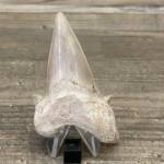 Dent de Requin