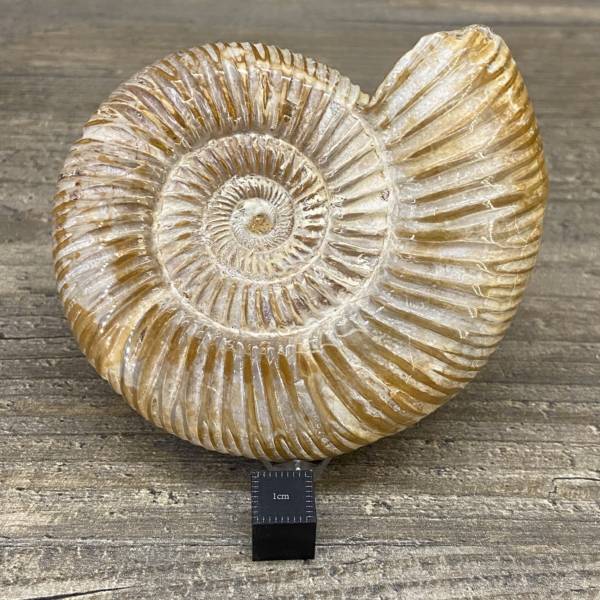Ammonite Madagascar