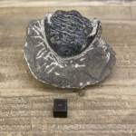 Trilobite