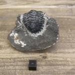 Trilobite