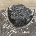 Trilobite