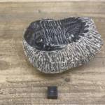 Trilobite