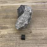 Trilobite