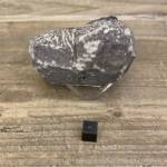 Trilobite