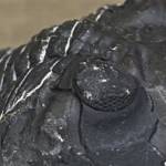 Trilobite