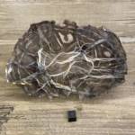 Bois Fossile