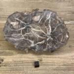 Bois Fossile
