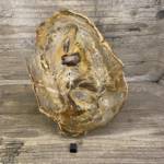 Bois Fossile