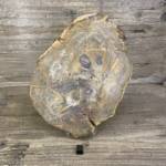 Bois Fossile