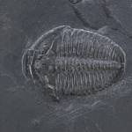 Trilobite