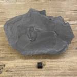 Trilobite