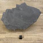 Trilobite