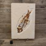 Poisson fossile Knightia