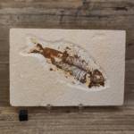 Poisson fossile Knightia