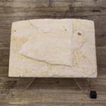 Poisson fossile Diplomystus