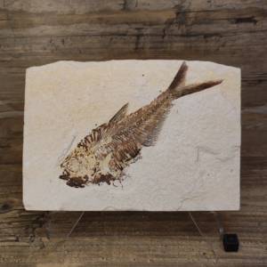 Poisson fossile Diplomystus
