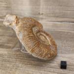 Ammonite Perisphinctes