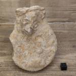 Ammonite Perisphinctes