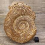 Ammonite Perisphinctes