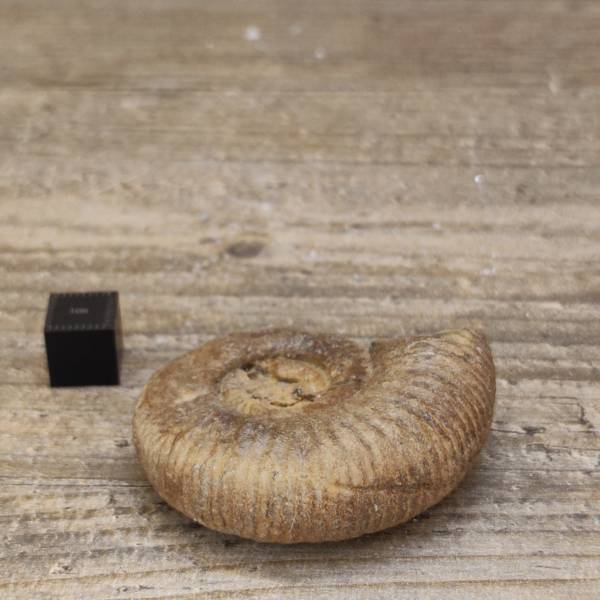Ammonite Perisphinctes