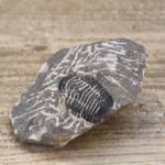 Trilobite Gerastos Proetus
