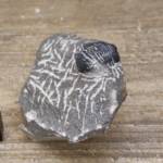 Trilobite Gerastos Proetus