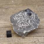 Trilobite Gerastos Proetus