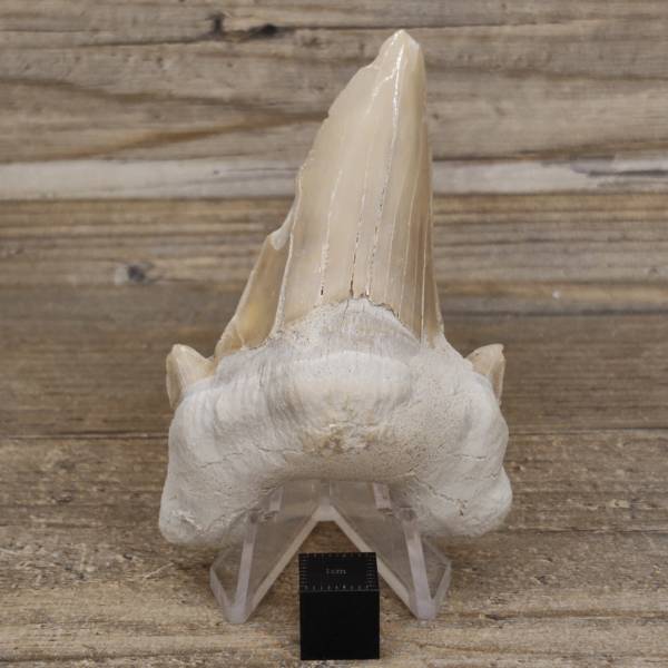 Dent de Requin