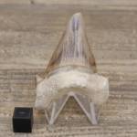 Dent de Requin