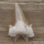 Dent de Requin