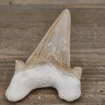 Dent de Requin