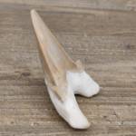 Dent de Requin