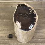 Tronc Bois Fossile Orégon