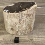 Tronc Bois Fossile Orégon