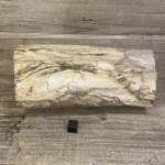 Tronc Bois Fossile Orégon