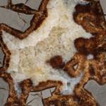 Septaria