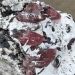 Rhodochrosite