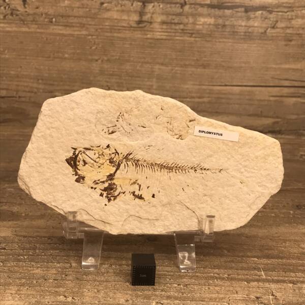 Poisson fossile Diplomystus
