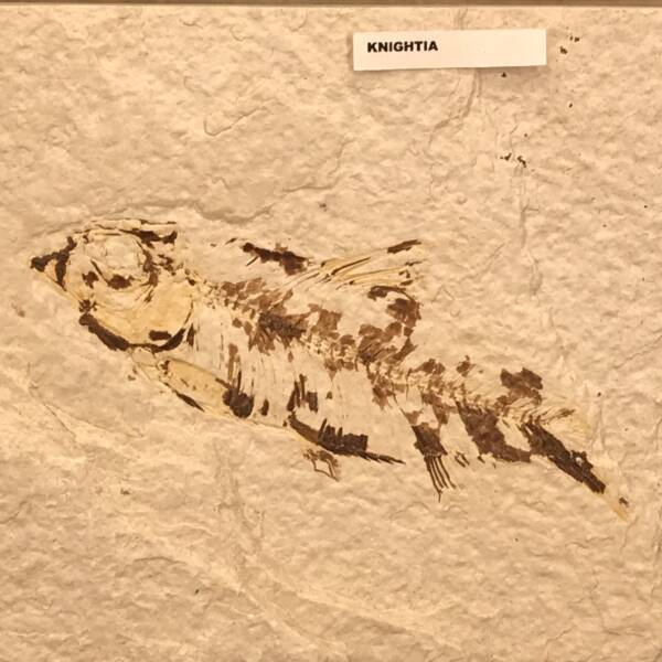 Poisson fossile Knightia