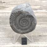 Ammonite de Grande Bretagne