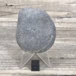Ammonite de Grande Bretagne