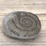 Ammonite de Grande Bretagne