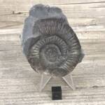 Ammonite de Grande Bretagne