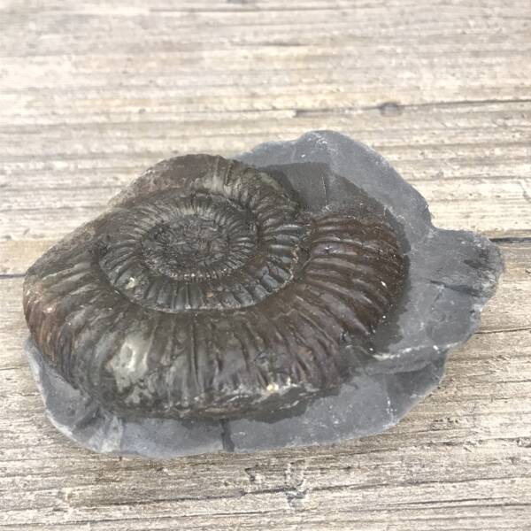 Ammonite de Grande Bretagne