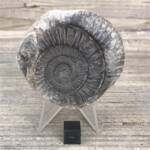 Ammonite de Grande Bretagne