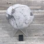 Ammonite de Grande Bretagne