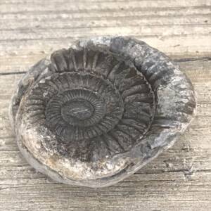 Ammonite de Grande Bretagne