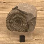 Ammonite de Grande Bretagne